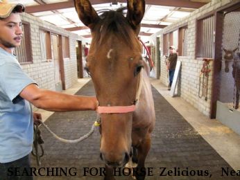 SEARCHING FOR HORSE Zelicious,  Near Lone Oak, TX, 75453